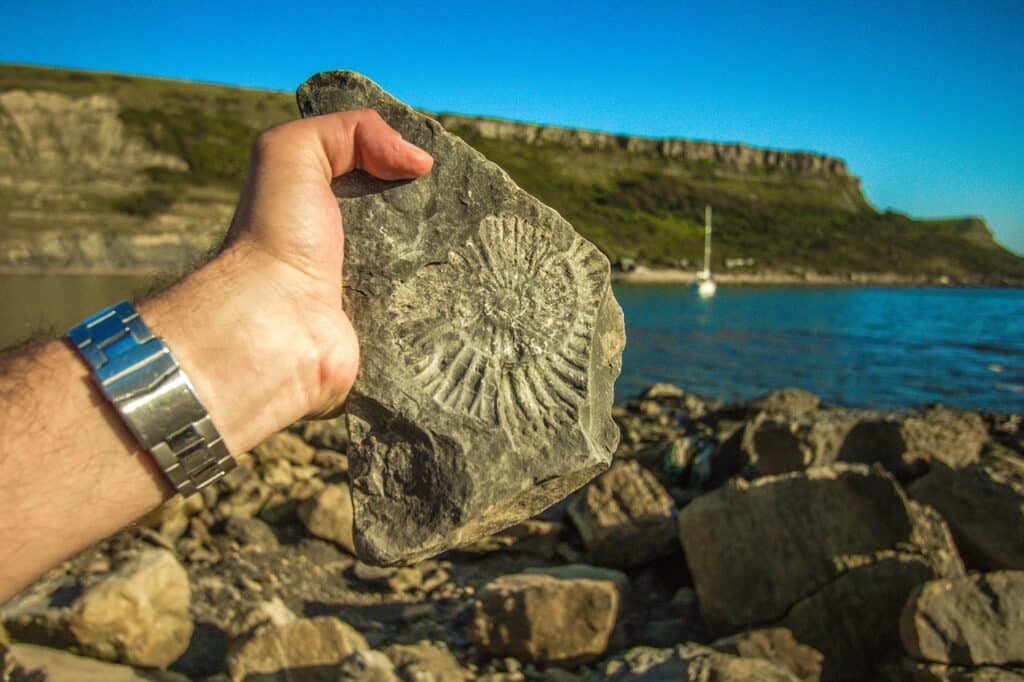 Fossil discovered on beach