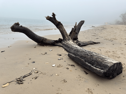 Studland Bay