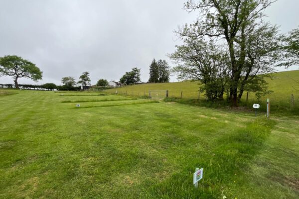 afanfryn camping pitch 2